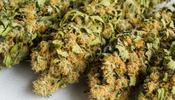 fleur-cbd-puissante